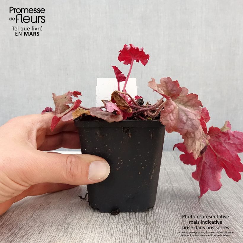 Exemplaar van Heuchera Berry Smoothie - Purperklokje Kweekpotje van 8/9 cm zoals geleverd in de lente