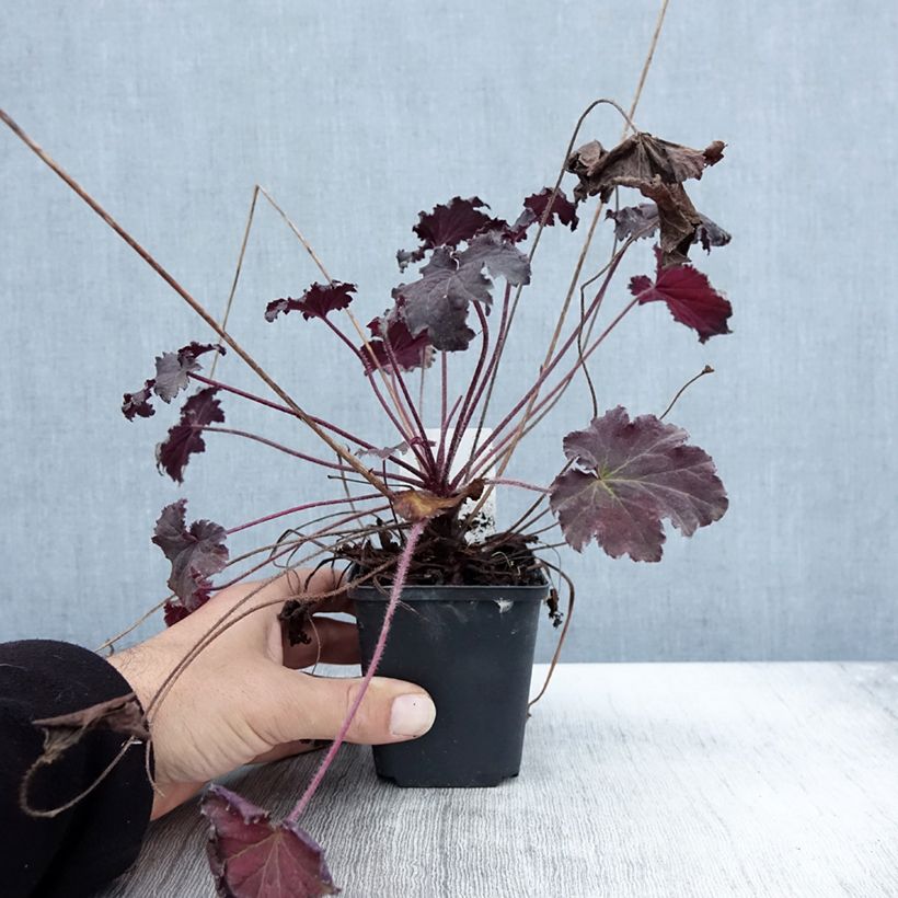 Exemplaar van Heuchera Binoche - Purperklokje Kweekpotje van 8/9 cm zoals geleverd in de herfst