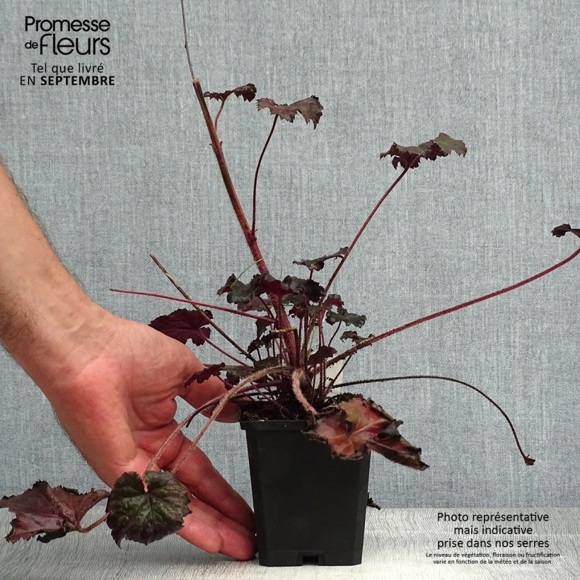 Exemplaar van Heuchera Binoche - Purperklokje Kweekpotje van 8/9 cm zoals geleverd in de zomer