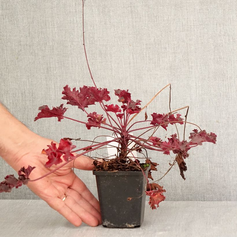 Exemplaar van Heuchera Black Beauty - Purperklokje Kweekpotje van 8/9 cm zoals geleverd in de herfst