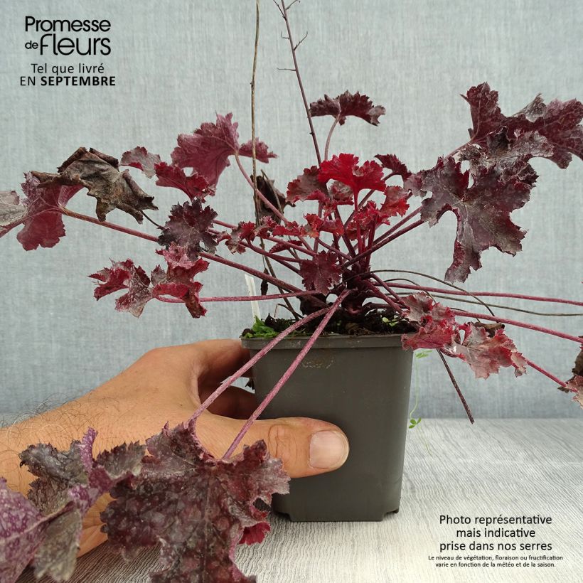 Exemplaar van Heuchera Black Beauty - Purperklokje Kweekpotje van 8/9 cm zoals geleverd in de zomer