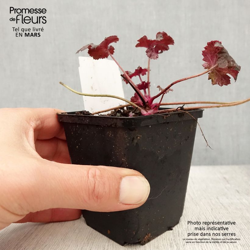 Example of Heuchera Black Pearl - Purperklokje Kweekpotje van 8/9 cm as you get in printemps