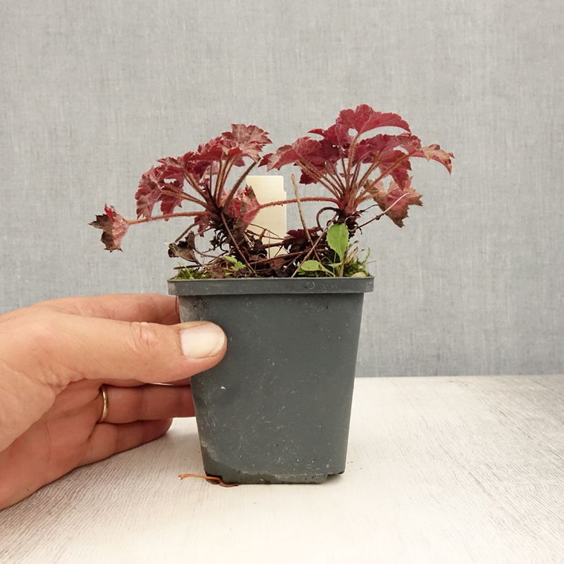 Exemplaar van Heuchera Blackout - Purperklokje Kweekpotje van 8/9 cm zoals geleverd in de zomer