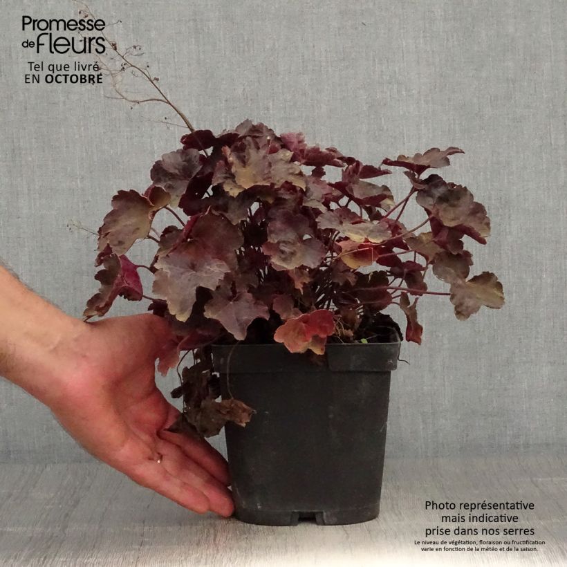 Exemplaar van Heuchera Blackout - Purperklokje Pot van 2 l/3 l zoals geleverd in de herfst