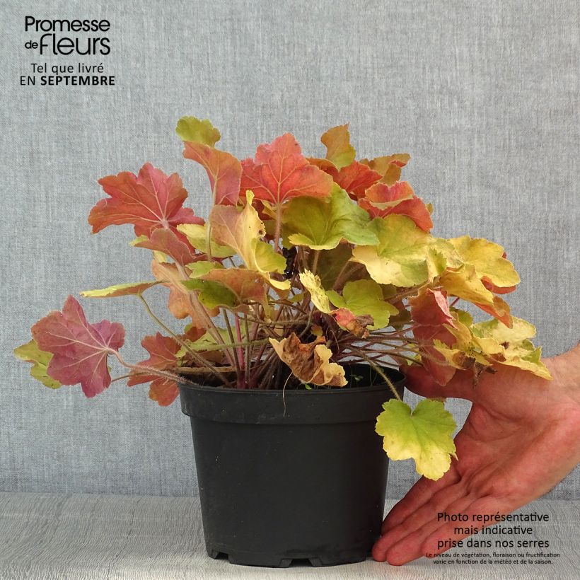 Exemplaar van Heuchera Caramel - Purperklokje Pot van 2 l/3 l zoals geleverd in de zomer