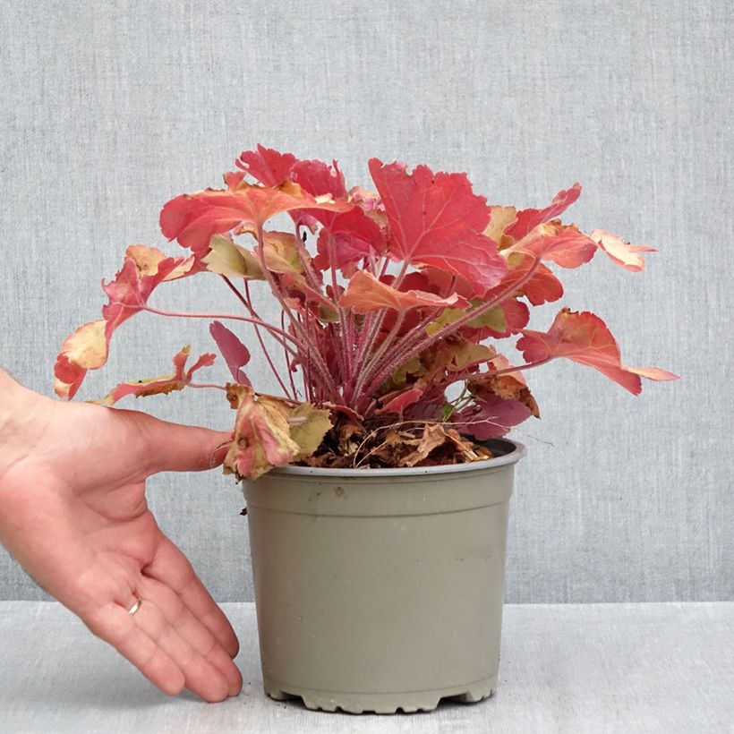 Exemplaar van Heuchera Caramel - Purperklokje Pot van 2 l/3 l zoals geleverd in de herfst