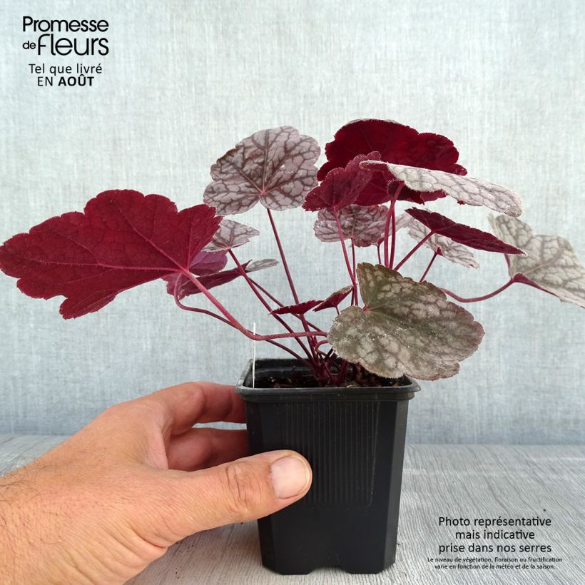 Exemplaar van Heuchera Cascade Dawn - Purperklokje Kweekpotje van 8/9 cm zoals geleverd in de zomer