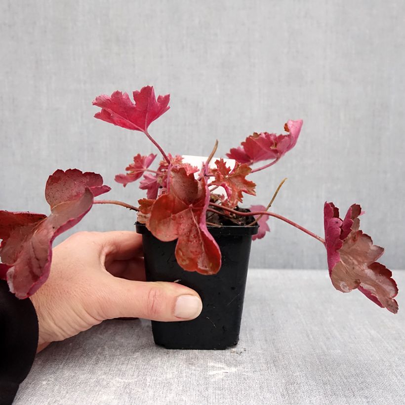 Exemplaar van Heuchera Cherry Cola - Purperklokje Kweekpotje van 8/9 cm zoals geleverd in de herfst