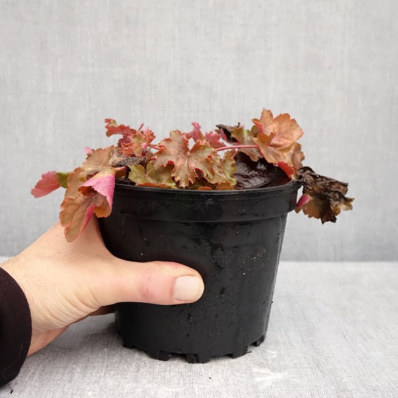 Exemplaar van Heuchera Cherry Cola - Purperklokje Pot van 1,5 l/2 l zoals geleverd in de herfst
