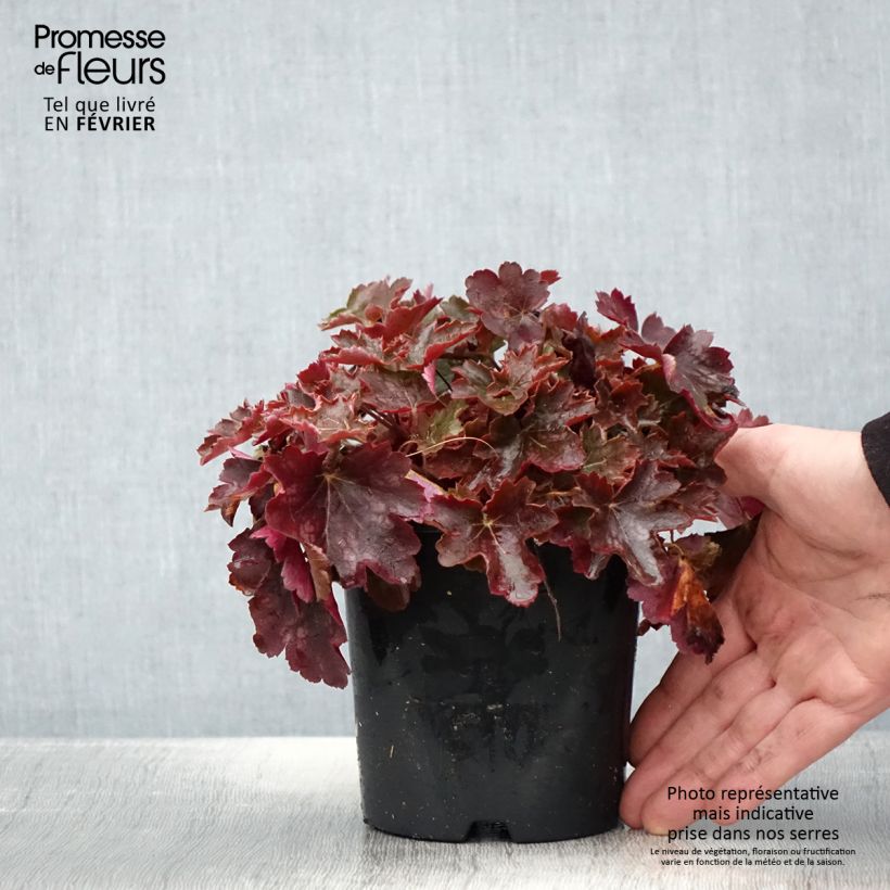 Exemplaar van Heuchère - Heuchera Cherry Cola Pot de 1,5L/2L zoals geleverd in de winter