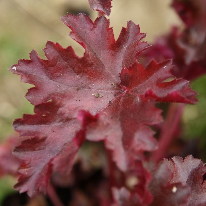 Heuchera Chocolate Ruffle - Purperklokje (Blad)