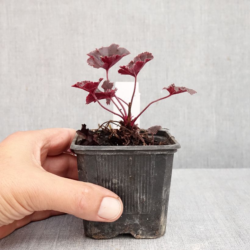 Exemplaar van Heuchera Chocolate Ruffle - Purperklokje Kweekpotje van 8/9 cm zoals geleverd in de herfst