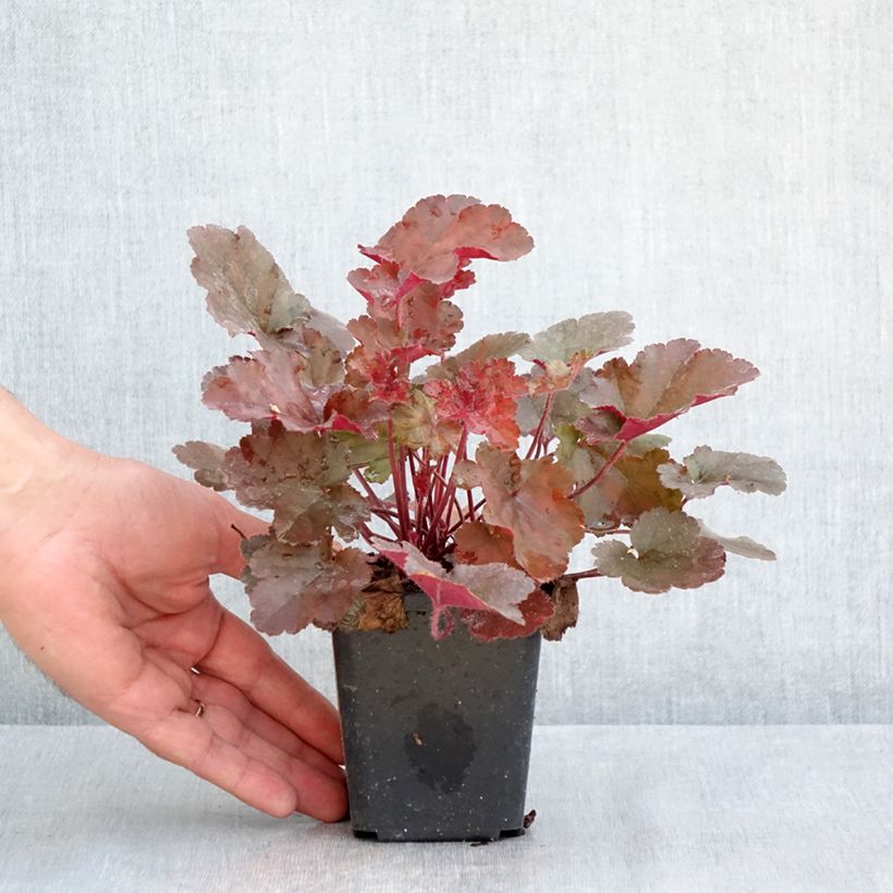 Exemplaar van Heuchera Chocolate Ruffle - Purperklokje Kweekpotje van 8/9 cm zoals geleverd in de lente