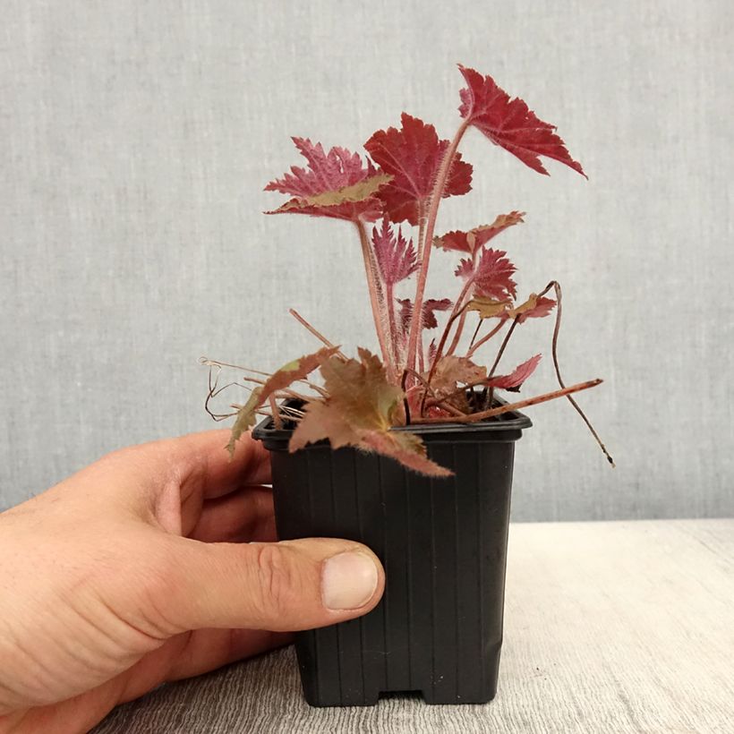 Exemplaar van Heuchera Copper Dinosaur - Purperklokje Kweekpotje van 8/9 cm zoals geleverd in de lente