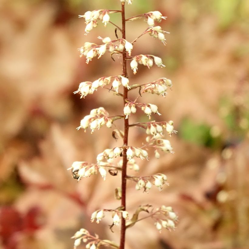 Heuchera Copper Dinosaur - Purperklokje (Blad)
