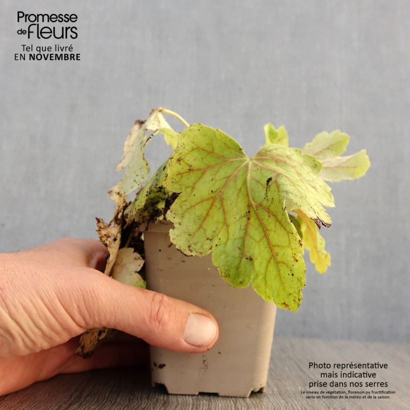 Exemplaar van Heuchera Electric Lime - Purperklokje Kweekpotje van 8/9 cm zoals geleverd in de herfst