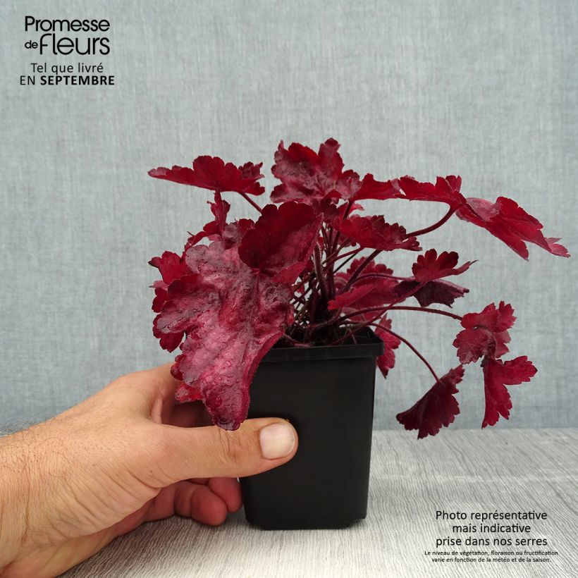 Exemplaar van Heuchera Fire Chief - Purperklokje Kweekpotje van 8/9 cm zoals geleverd in de zomer
