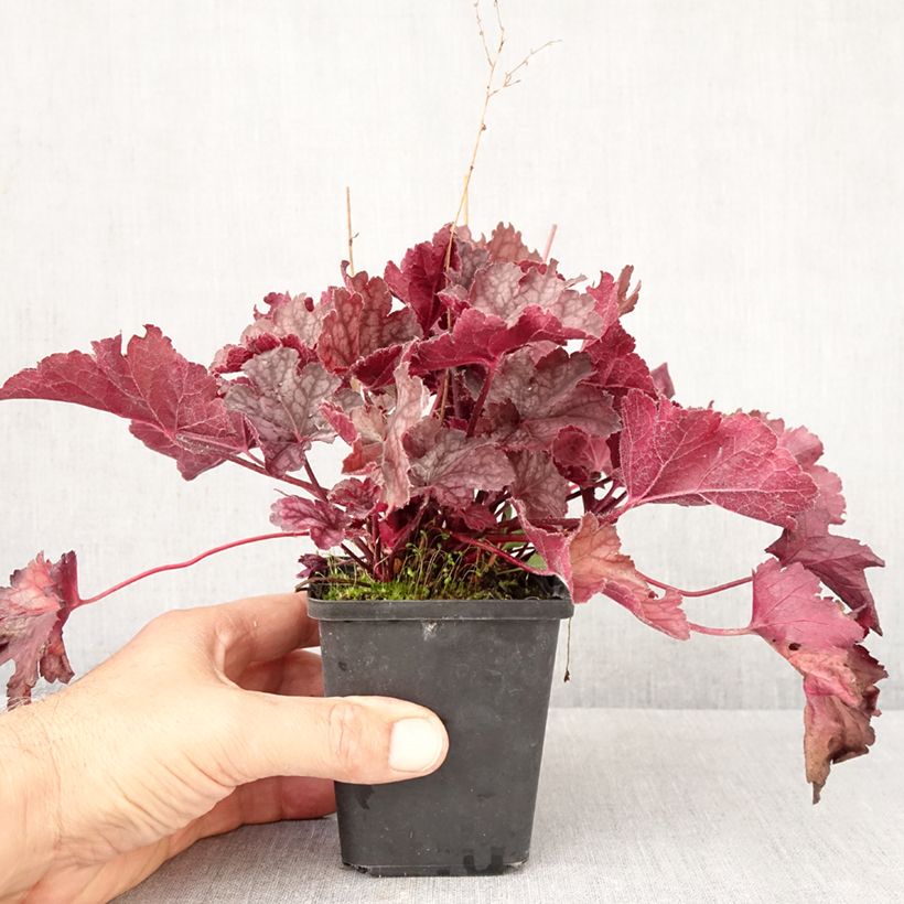 Exemplaar van Heuchera Flower Power - Purperklokje Kweekpotje van 8/9 cm zoals geleverd in de herfst