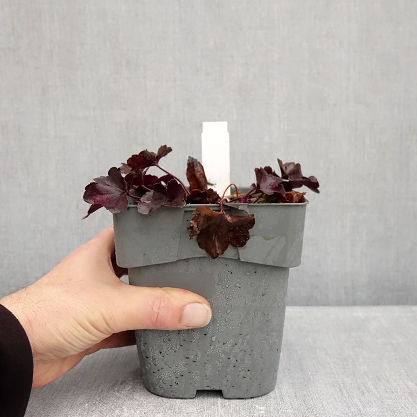 Exemplaar van Heuchera Forever Purple - Purperklokje Pot van 1,5 l/2 l zoals geleverd in de herfst