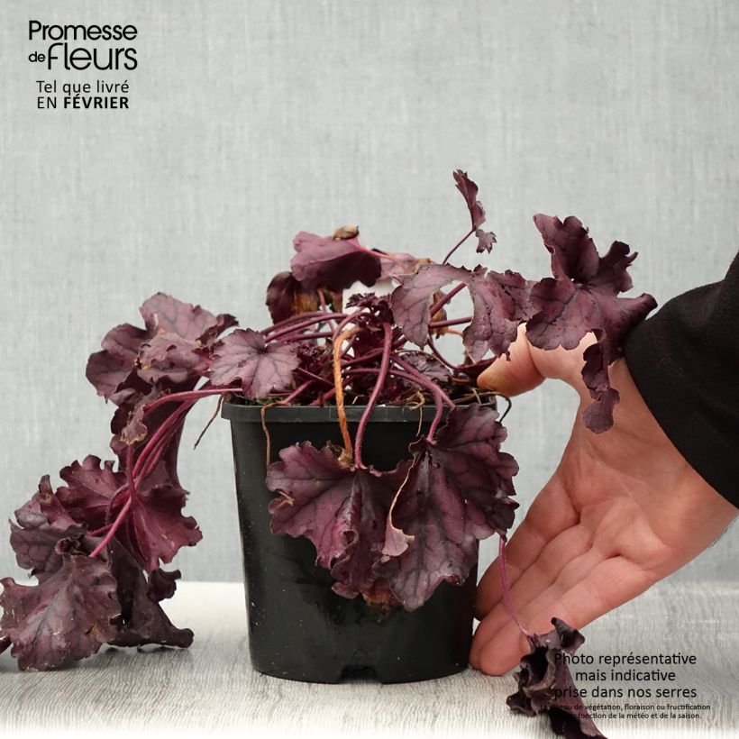 Exemplaar van Heuchère - Heuchera Forever Purple Pot de 1,5L/2L zoals geleverd in de winter