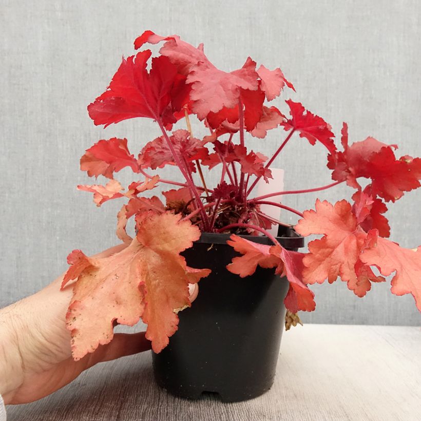 Exemplaar van Heuchera Forever Red - Purperklokje Pot van 1,5 l/2 l zoals geleverd in de lente