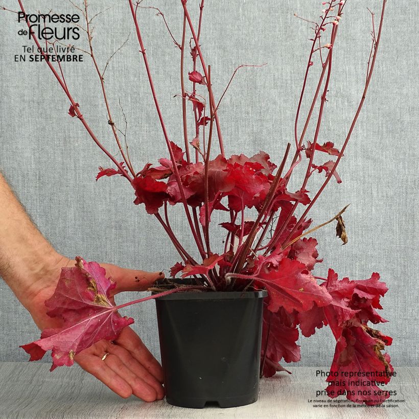 Exemplaar van Heuchera Forever Red - Purperklokje Pot van 1,5 l/2 l zoals geleverd in de zomer