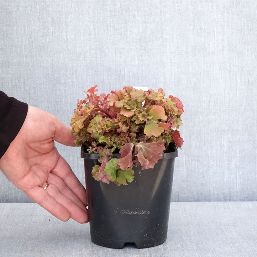 Exemplaar van Heuchera Frilly - Purperklokje Pot van 1,5 l/2 l zoals geleverd in de lente