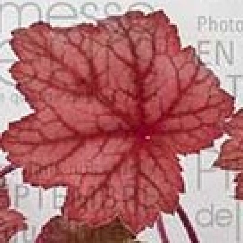 Heuchera Georgia Peach - Purperklokje (Blad)