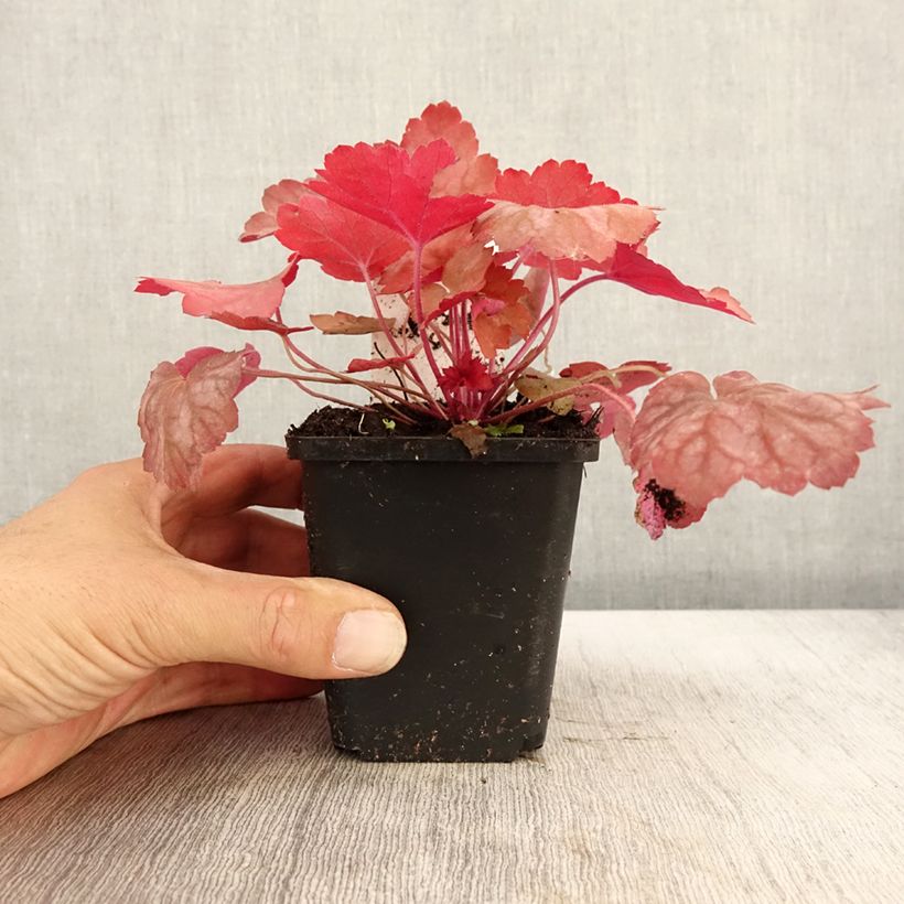 Exemplaar van Heuchera Georgia Peach - Purperklokje Kweekpotje van 8/9 cm zoals geleverd in de herfst