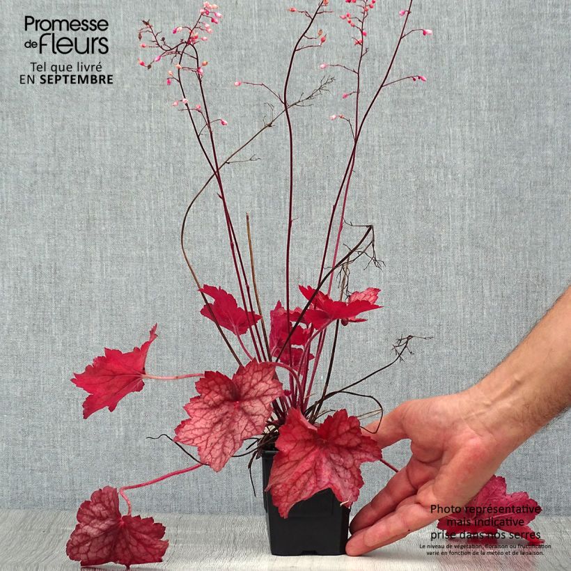 Exemplaar van Heuchera Georgia Peach - Purperklokje Kweekpotje van 8/9 cm zoals geleverd in de zomer