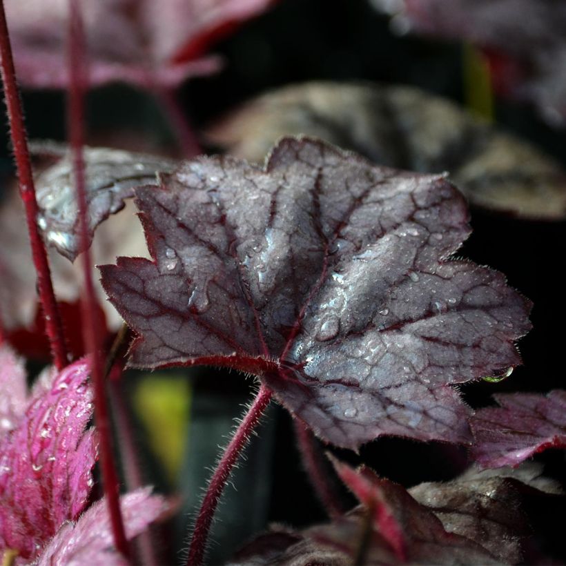 Heuchera Georgia Plum - Purperklokje (Blad)