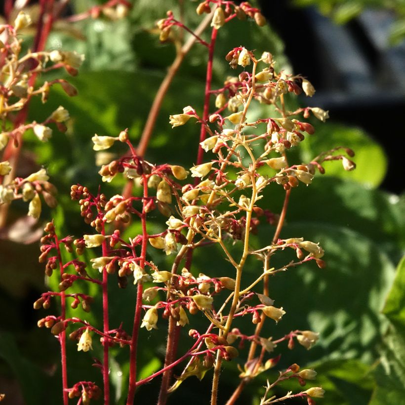 Heuchera Ginger Ale - Purperklokje (Bloei)