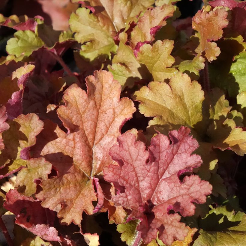 Heuchera Ginger Peach - Purperklokje (Blad)