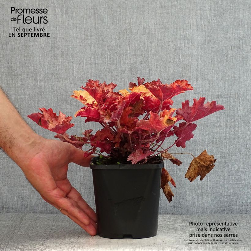 Exemplaar van Heuchera Ginger Peach - Purperklokje Pot van 1 l/1,5 l zoals geleverd in de zomer