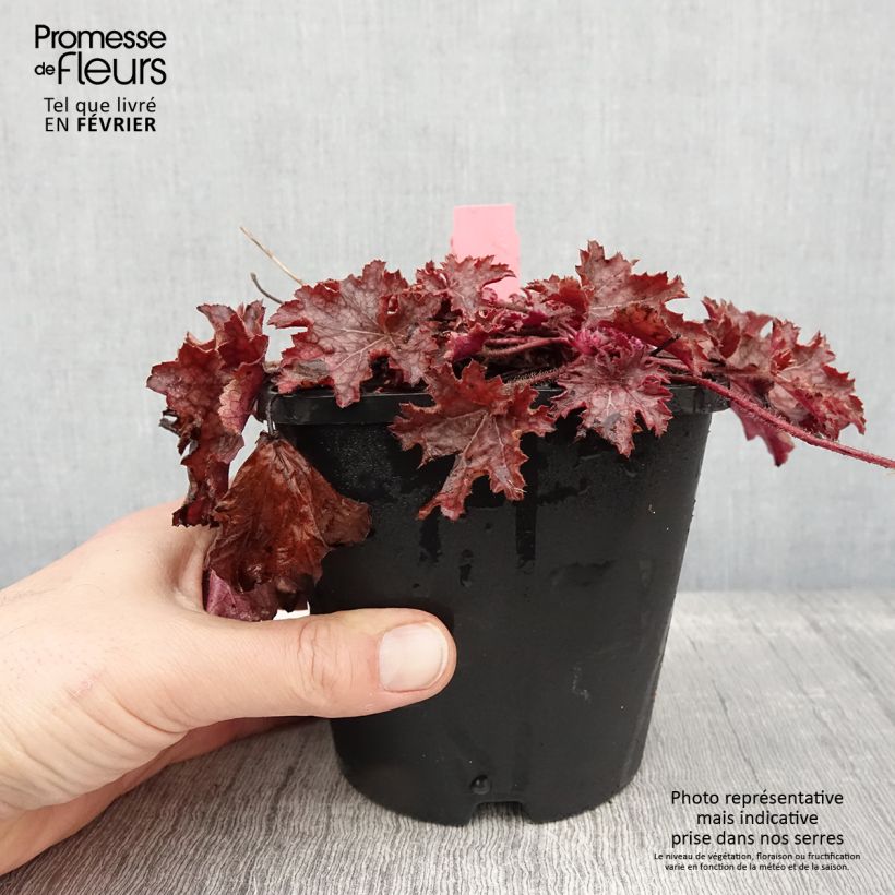 Exemplaar van Heuchera Ginger Peach - Purperklokje Pot van 1 l/1,5 l zoals geleverd in de winter