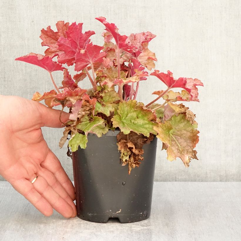 Exemplaar van Heuchera Ginger Peach - Purperklokje Pot van 1 l/1,5 l zoals geleverd in de lente