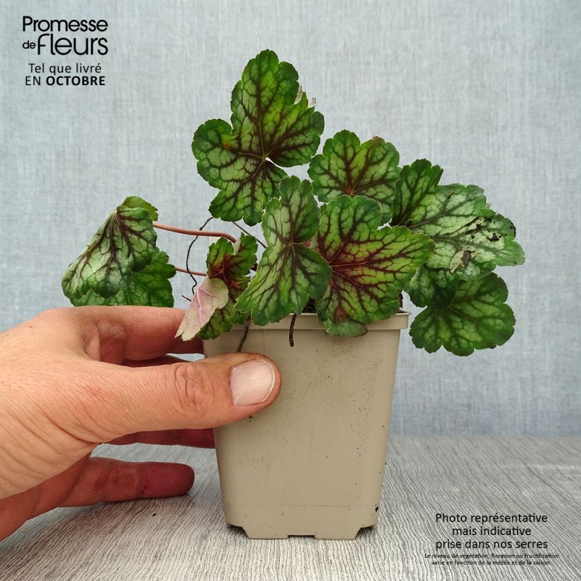 Exemplaar van Heuchera Green Spice - Purperklokje Kweekpotje van 8/9 cm zoals geleverd in de herfst