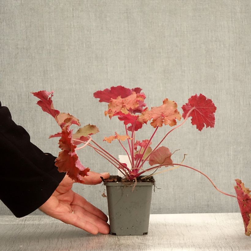 Exemplaar van Heuchère - Heuchera Kassandra Godet de 8/9 cm zoals geleverd in de herfst