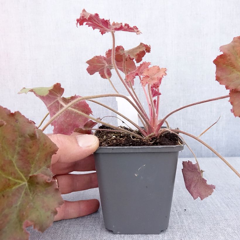 Exemplaar van Heuchera Kassandra - Purperklokje Kweekpotje van 8/9 cm zoals geleverd in de lente