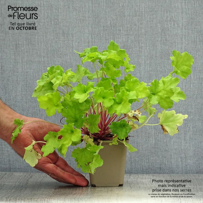 Exemplaar van Heuchera Lime Marmalade - Purperklokje Kweekpotje van 8/9 cm zoals geleverd in de herfst