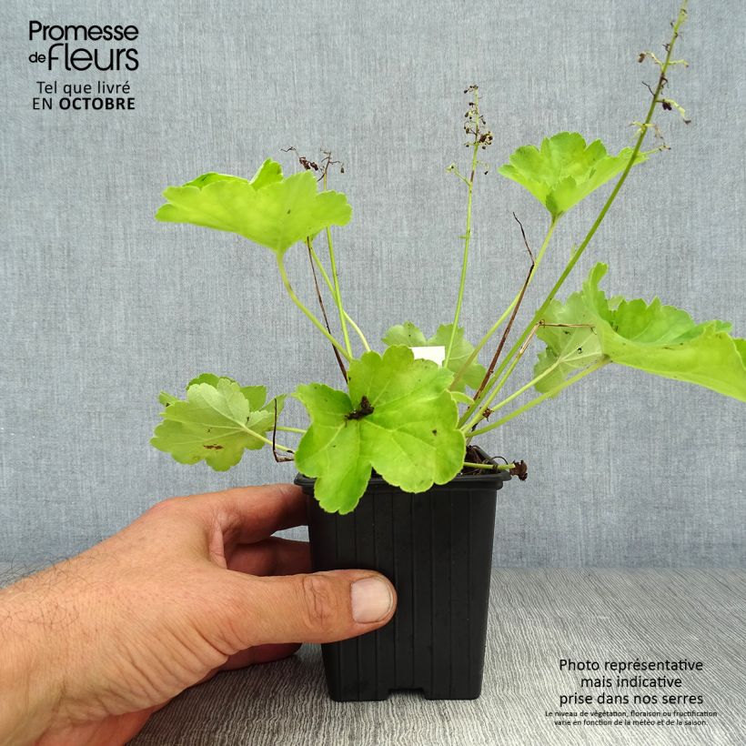 Exemplaar van Heuchera Little Cutie Blondie in Lime in pot - Purperklokje Kweekpotje van 8/9 cm zoals geleverd in de herfst