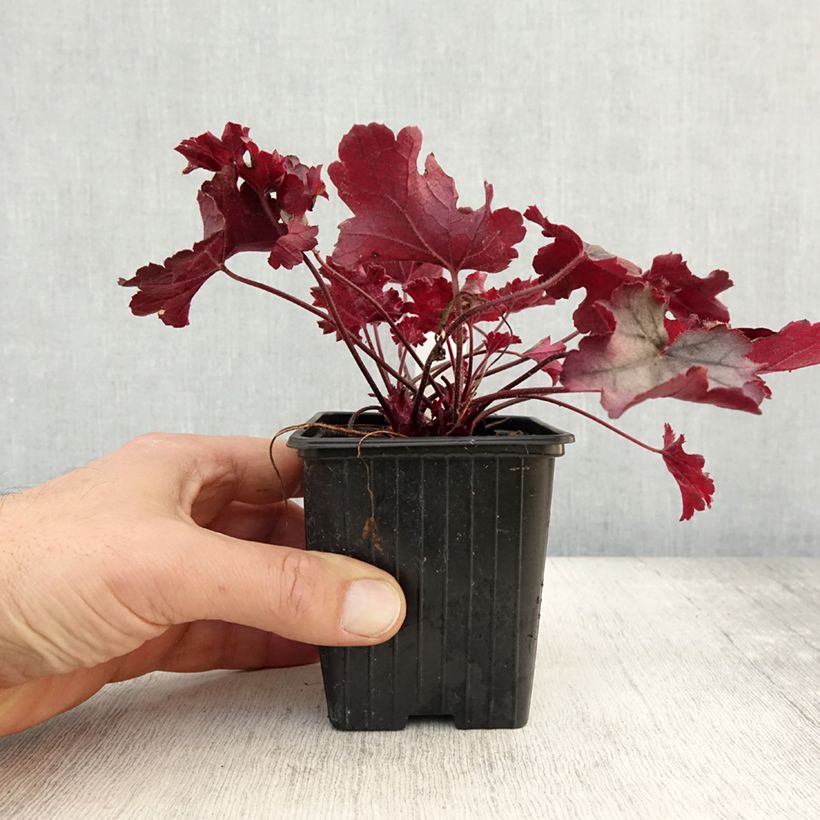 Exemplaar van Heuchera Little Cuties Sugar Berry - Purperklokje Kweekpotje van 8/9 cm zoals geleverd in de herfst