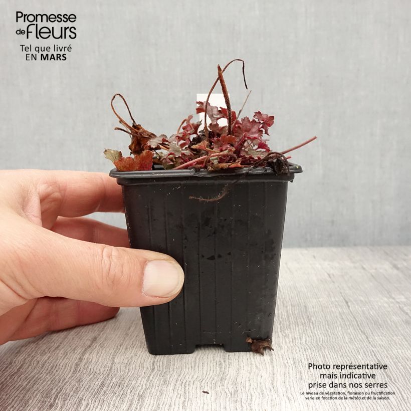 Exemplaar van Heuchera Little Cuties Sugar Berry - Purperklokje Kweekpotje van 8/9 cm zoals geleverd in de lente