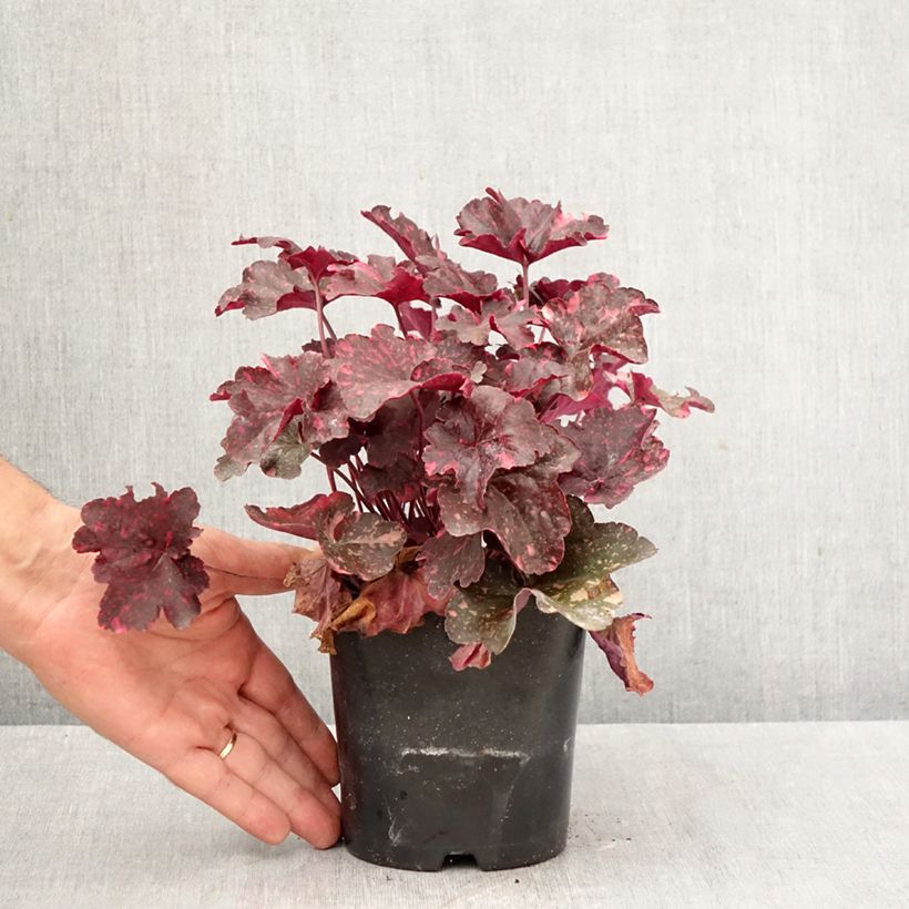 Exemplaar van Heuchera Midnight Rose - Purperklokje Pot van 1,5 l/2 l zoals geleverd in de herfst