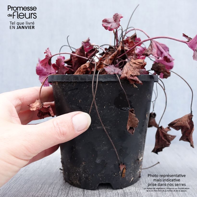 Exemplaar van Heuchera Midnight Rose - Purperklokje Pot van 1,5 l/2 l zoals geleverd in de winter
