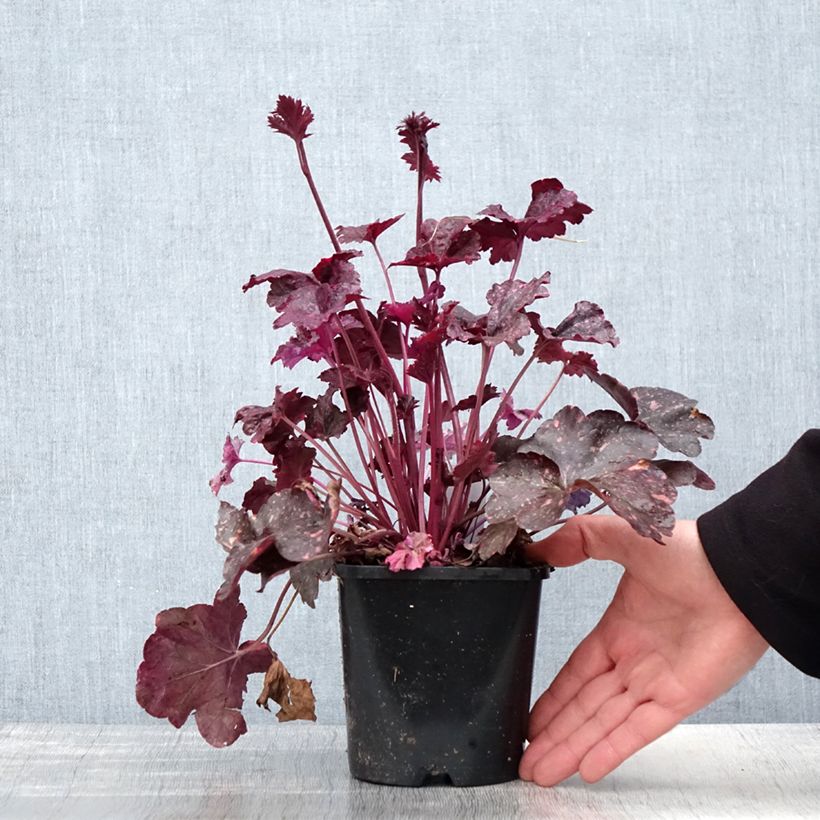Exemplaar van Heuchera Midnight Rose - Purperklokje Pot van 1,5 l/2 l zoals geleverd in de lente