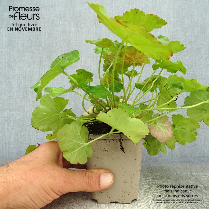 Exemplaar van Heuchera Miracle - Purperklokje Kweekpotje van 8/9 cm zoals geleverd in de herfst