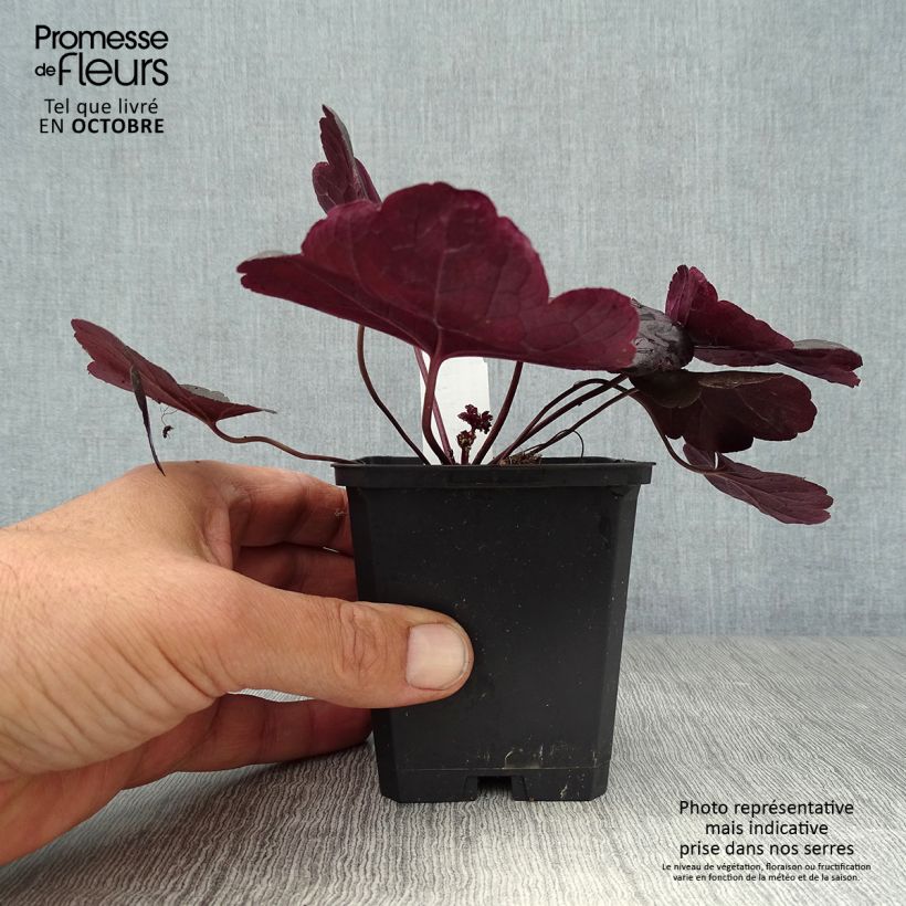 Exemplaar van Heuchera Obsidian - Purperklokje Kweekpotje van 8/9 cm zoals geleverd in de herfst