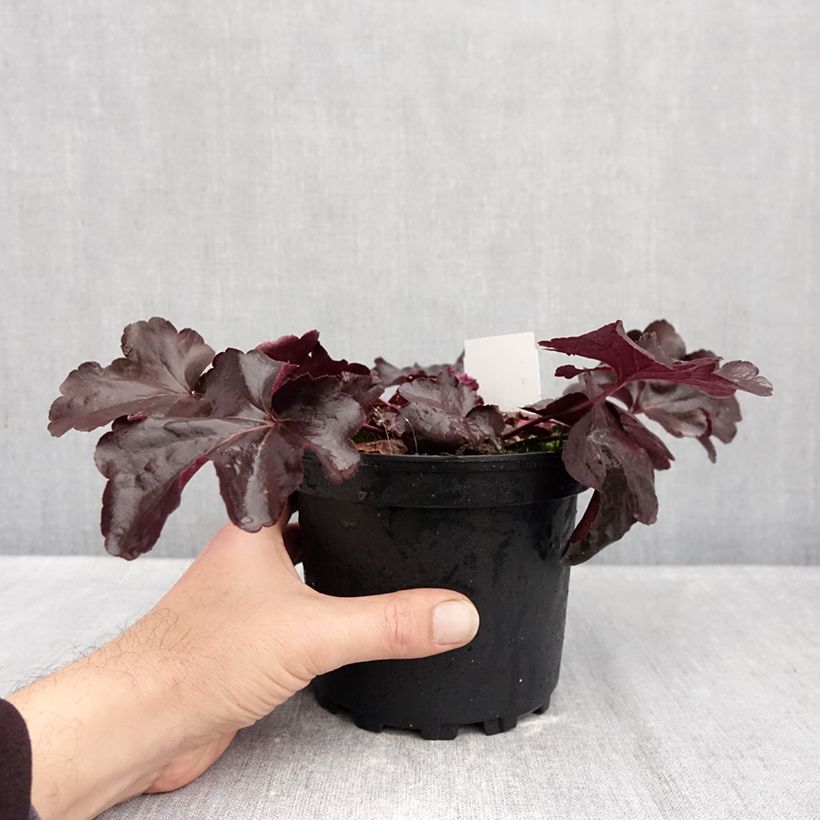 Exemplaar van Heuchera Obsidian - Purperklokje Pot van 1,5 l/2 l zoals geleverd in de herfst