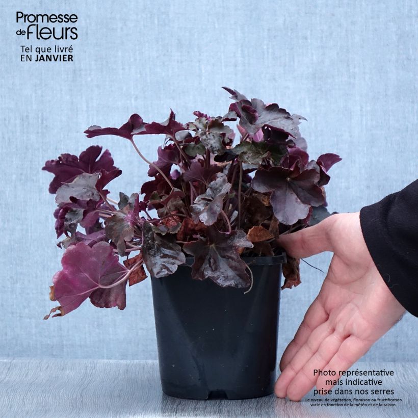 Exemplaar van Heuchère - Heuchera Obsidian Pot de 1,5L/2L zoals geleverd in de winter